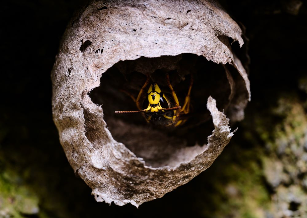 yellow jacket queen